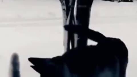 Oh, dude, sorry, the paw slipped on its own - Funny animal videos