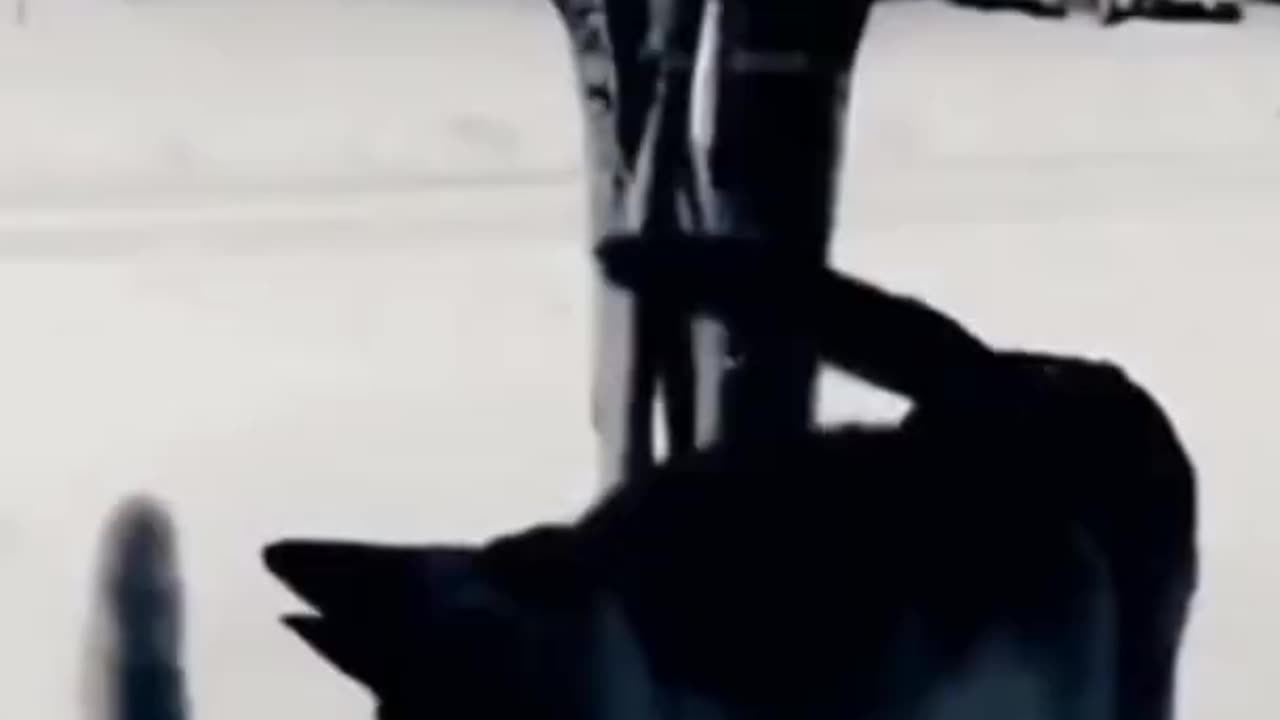 Oh, dude, sorry, the paw slipped on its own - Funny animal videos