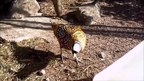 BEAUTIFUL GOLDEN PHEASANTS AND WADING BIRD 2023