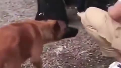 FUNNY VIDEOS 2022 | FUNNY ANIMAL'S VIDEOS | FUNNY VIDEOS |