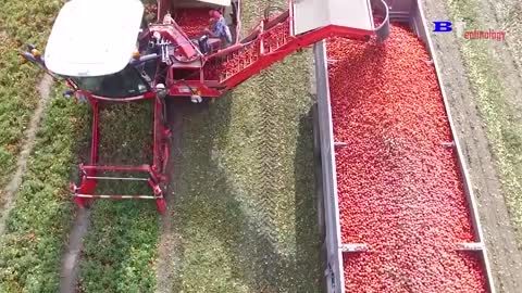 How Tomato Ketchup Is Made, Tomato Harvesting And Processing Process With Modern Technology