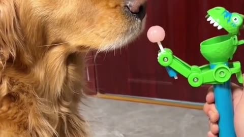 Funny Golden Moment Funny Animal Videos