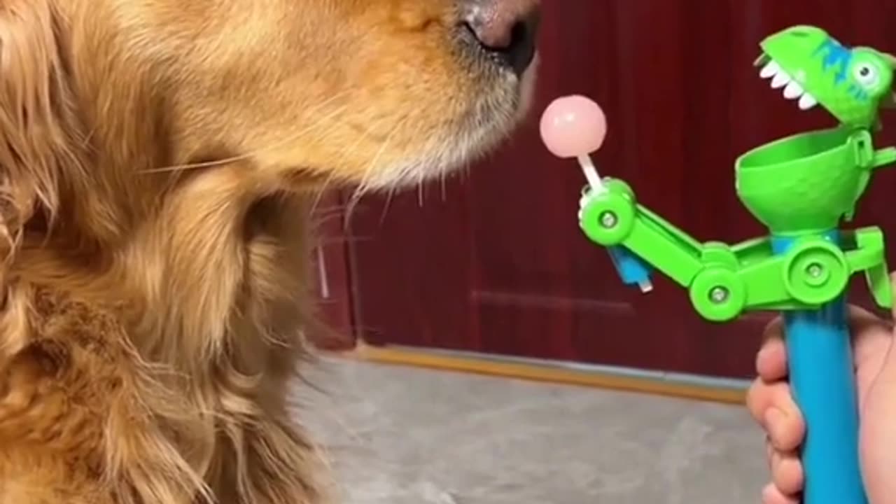 Funny Golden Moment Funny Animal Videos