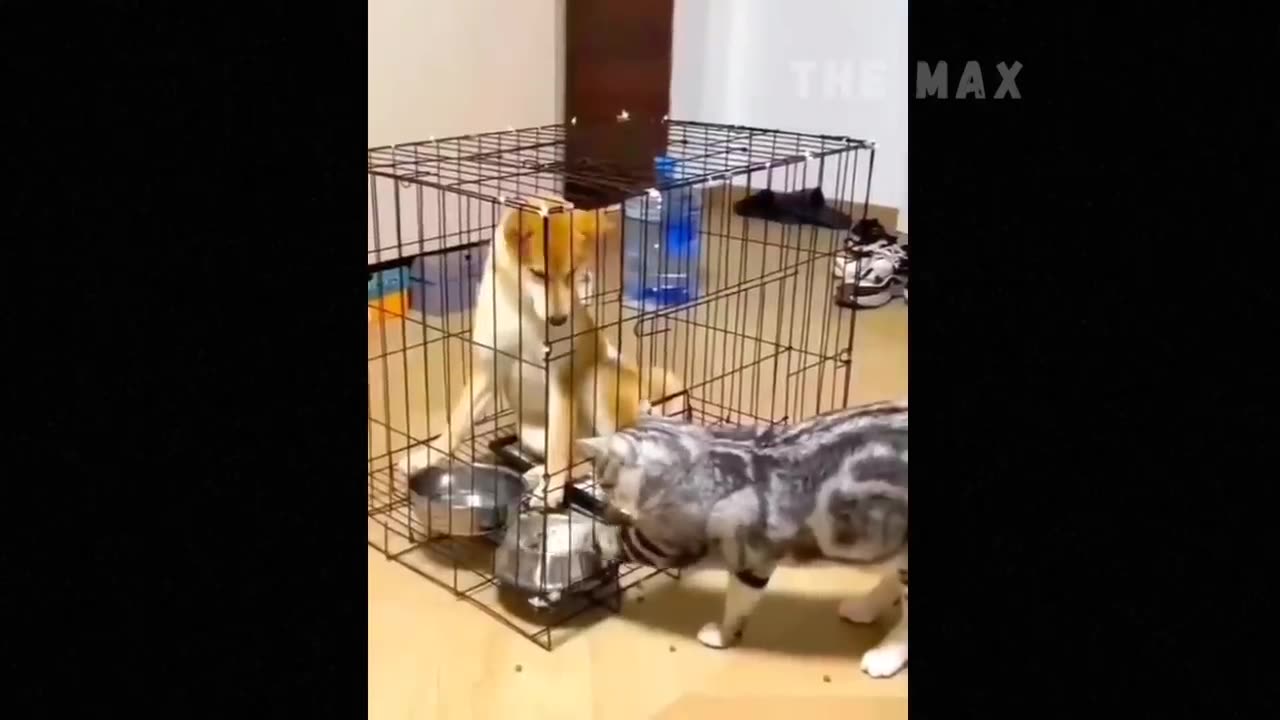 Funny animal videos 2023🤣 Funny cats & dogs