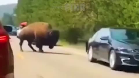 SCARE & SHOCKED! When Animals Go Rampage! Angry & Mad Animal Moments