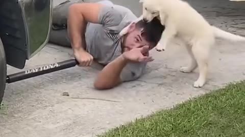 Puppy Playfully Bites Owner's Head While He Lays on the Ground to Work Under his Car