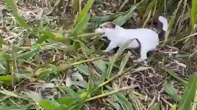 Dog cutting trees