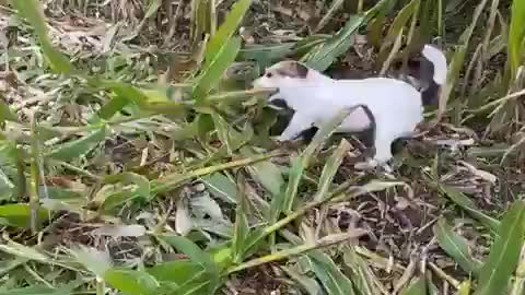 Dog cutting trees