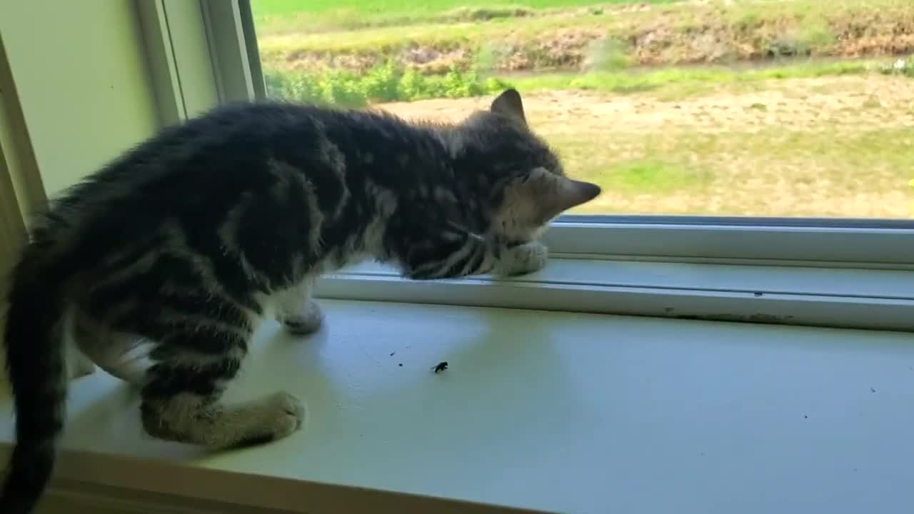 Little kitten chasing a fly
