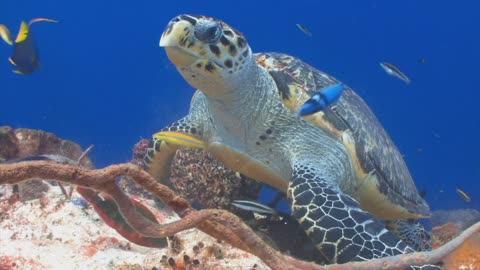 Beautiful Sea Turtle Feeding In The Ocean