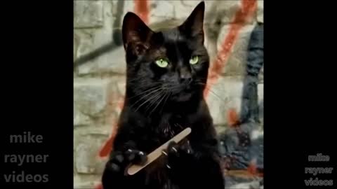 funny pets - cats dogs animals, amazing