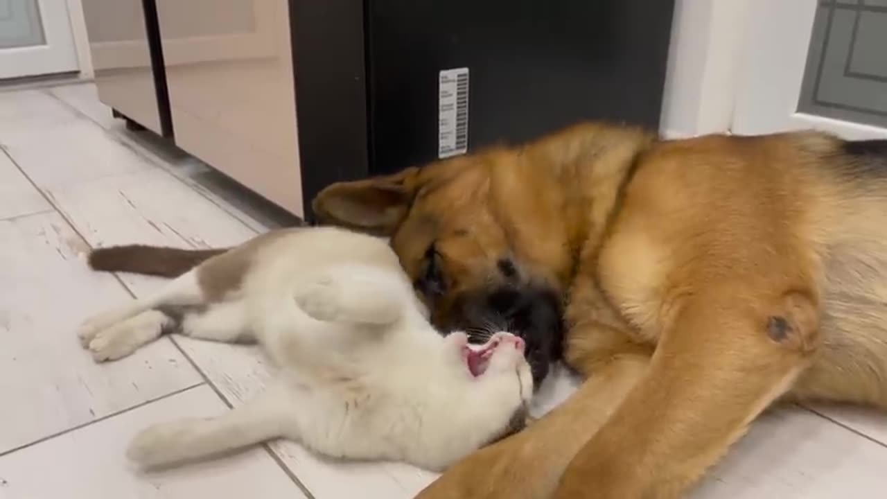 The German Shepherd I'd The Best Friend for a at