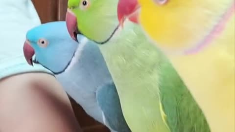 Cute funny parrots