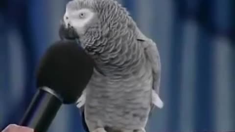 amazing bird!!!he talks like a human being!!!