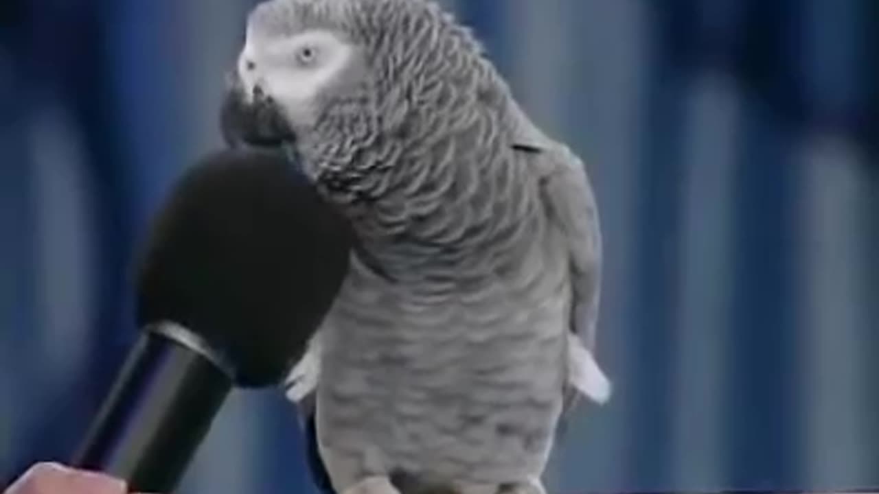 amazing bird!!!he talks like a human being!!!