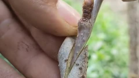 oddly satisfying carpet cleaning