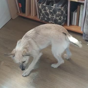 Luna Jumps After A Ray Of Light