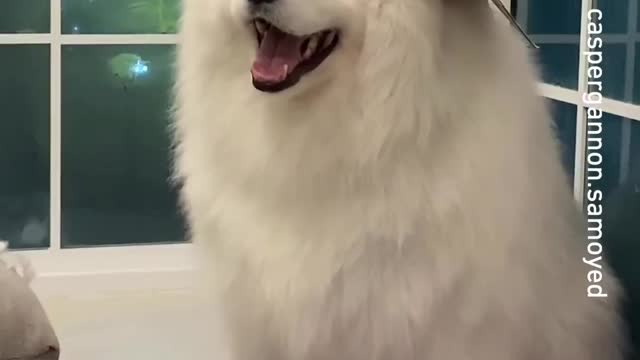 Schrodinger_s dog --_caspergannon.samoyed_-__samoyed _cloudboi