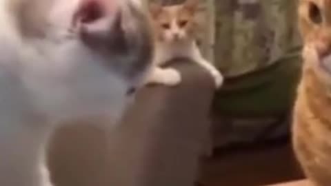 FUNNY CAT VIDEOS