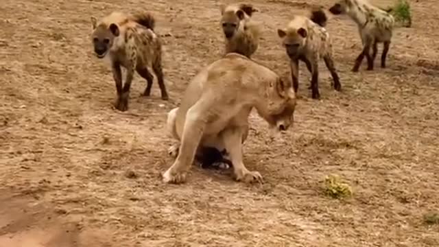 Lioness VS Hyenas