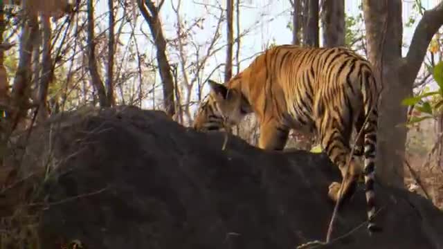 David Attenborough - Tiger - Spy in the Jungle - BBC Earth_Cut