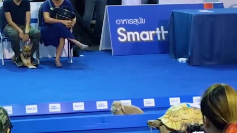 Turtoise and rabbit running competition