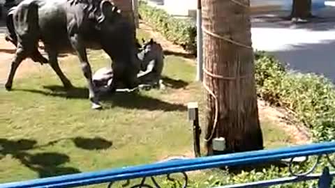 park nice video