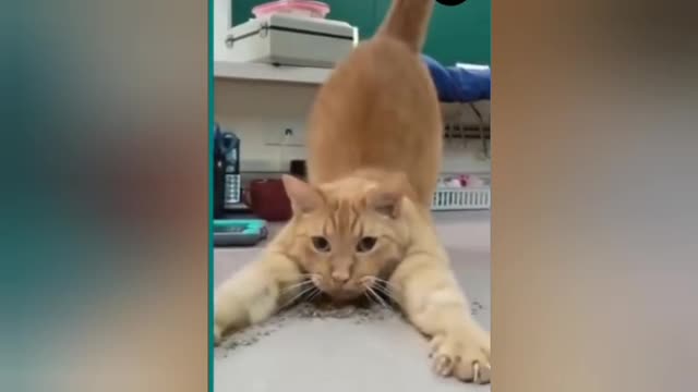 Super Cat Short Videos and Funny training