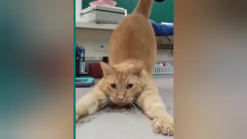 Super Cat Short Videos and Funny training