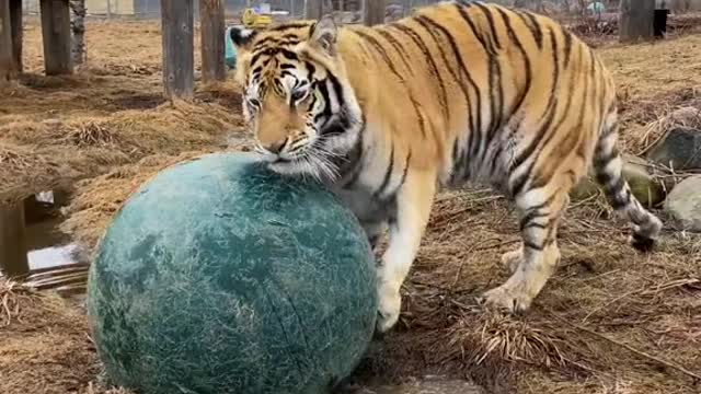 Dash and Daisy— who do you think has the better pounce!