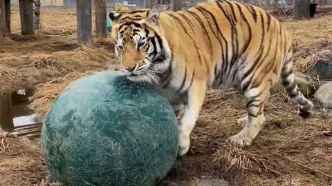 Dash and Daisy— who do you think has the better pounce!