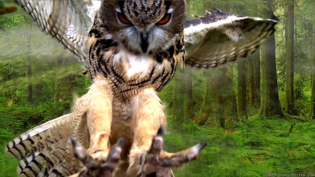 Landing Moment of a Powerful Owl