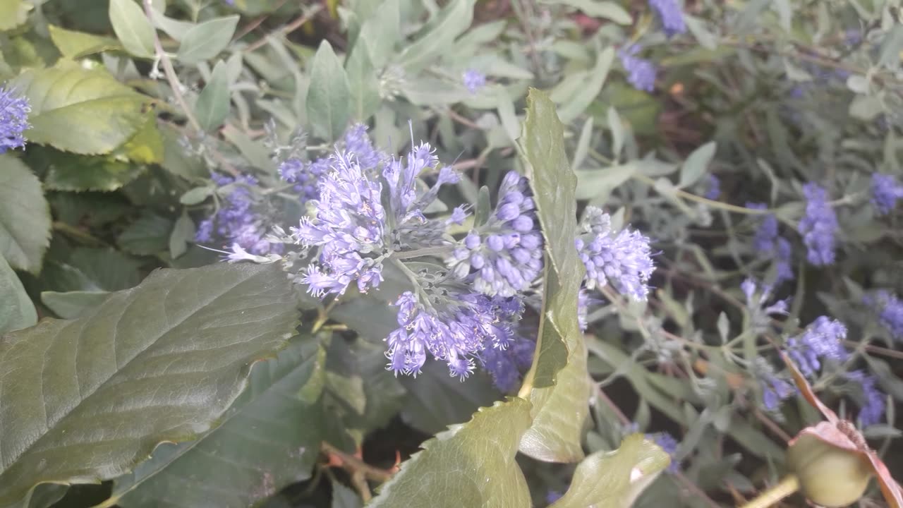 Coreopteris bloomed