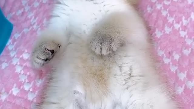 OMG So Cute Cats ♥ Best Funny Cat ❤️🐈Videos 2021 #shorts