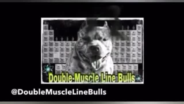 Tour of our kennel setup! DOUBLE MUSCLE LINE BULLS‼️🐾