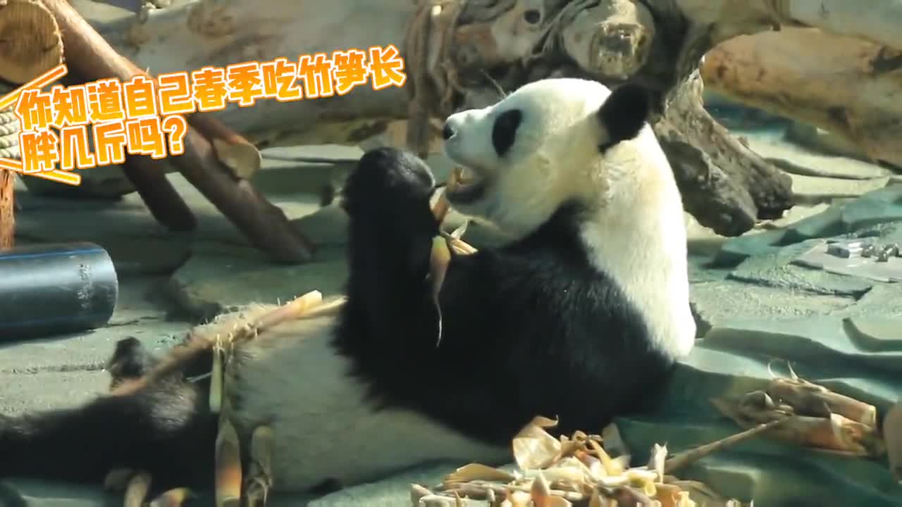 Foodie giant pandas