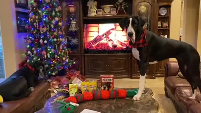 Great Dane gets the 'Merry Christmas' zoomies