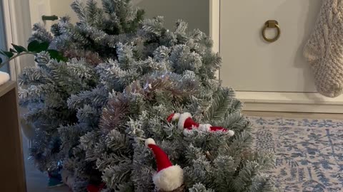 Cat Plays Innocent Next Downed Christmas Tree