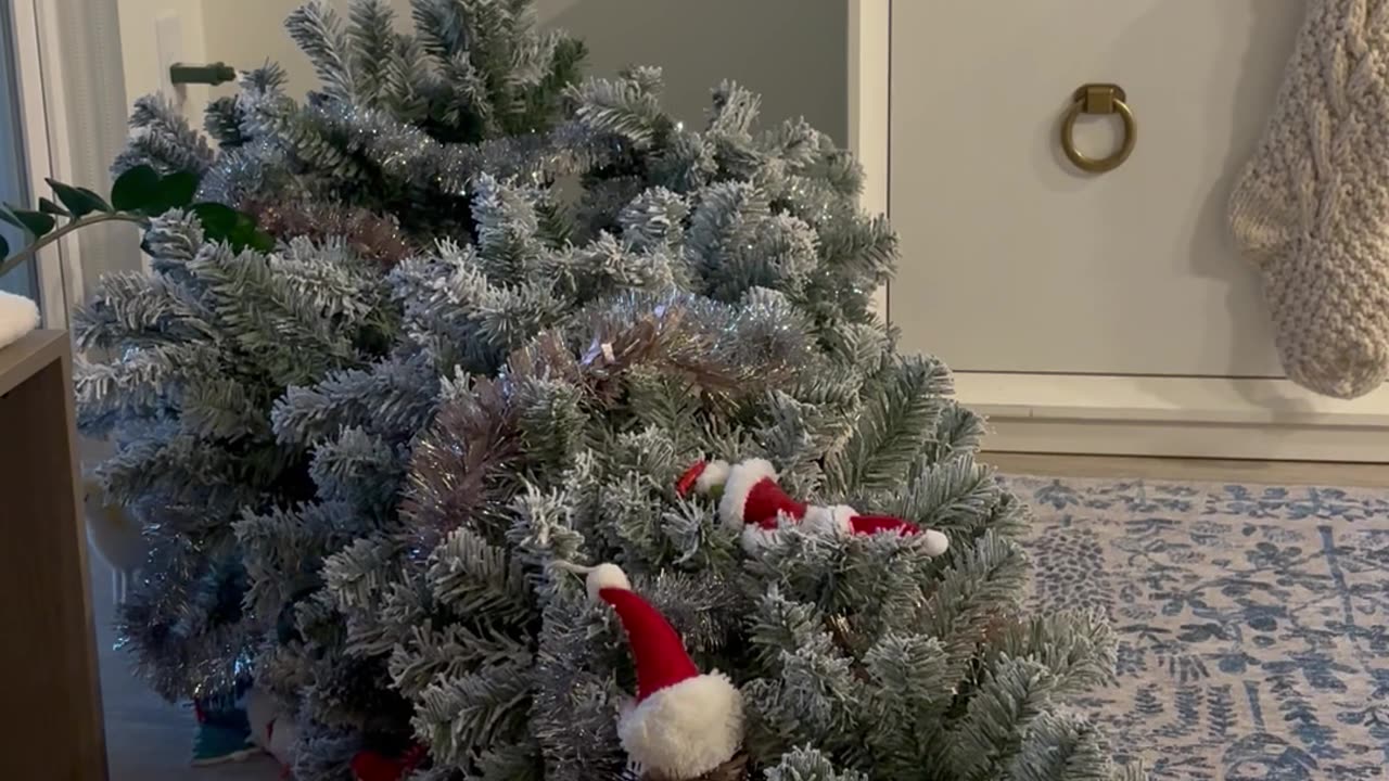 Cat Plays Innocent Next Downed Christmas Tree