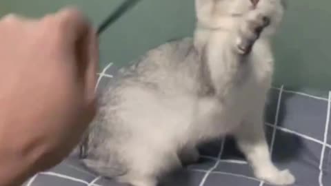 Crazy cat doing funny things. Must watch.