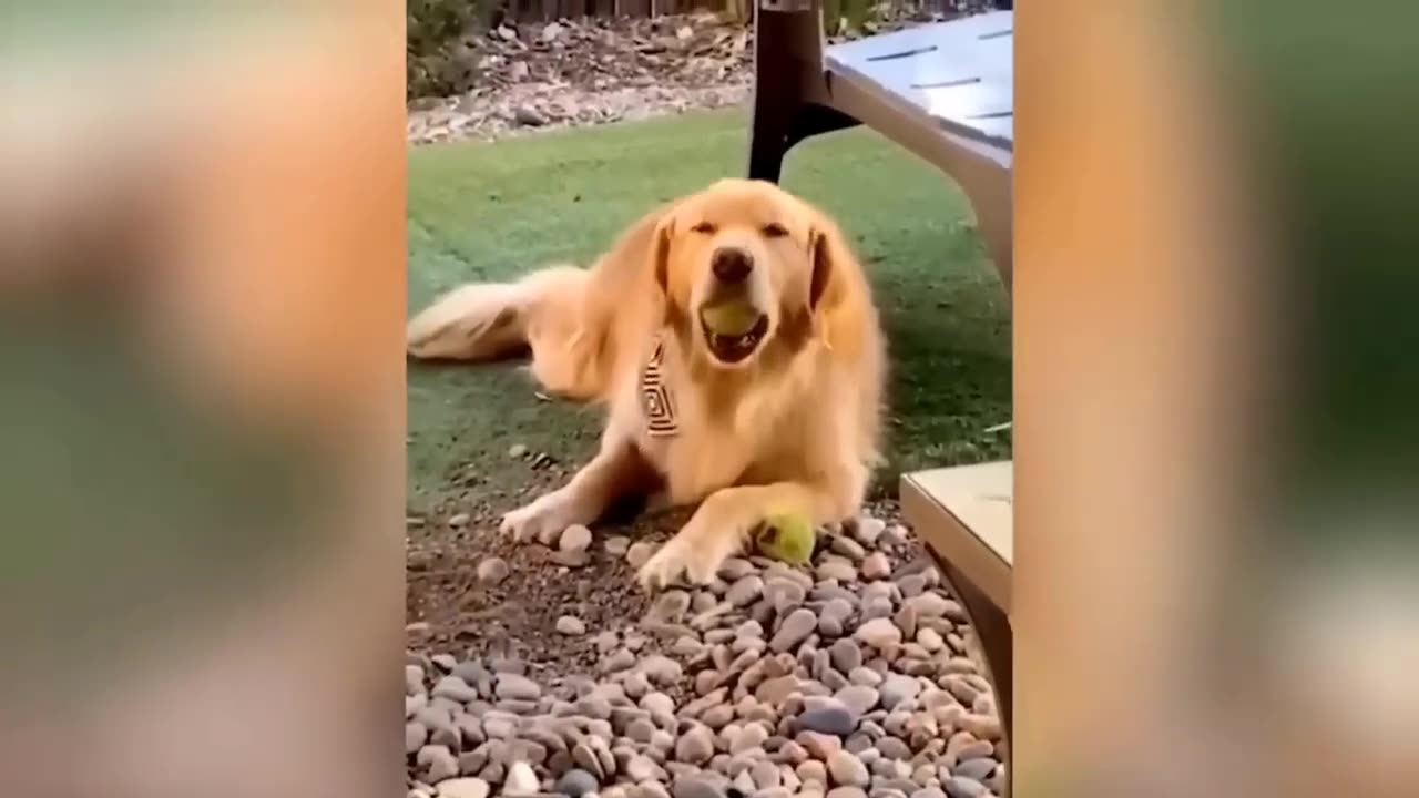 Funniest Cats And Dogs Videos 😁 - Best Funny Animal Videos 2023@petuniverse45