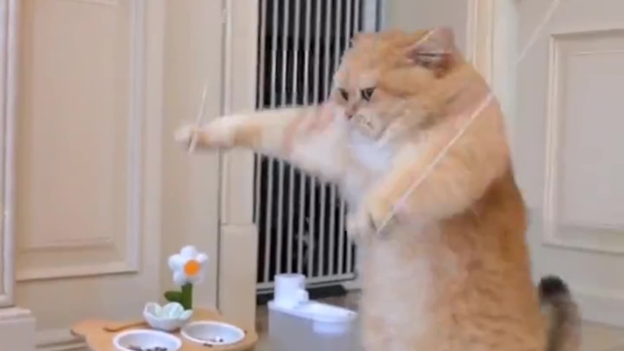 cat funny game