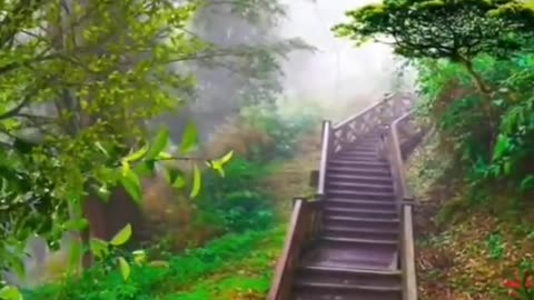 Stairway to nature 😍