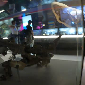 Cute robust dinosaur. Natural history museum. London. 7th Nov 2022