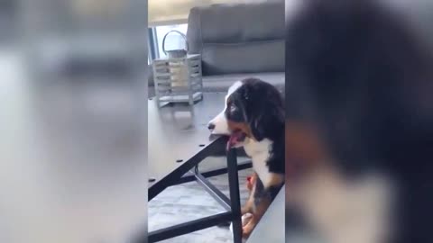 2022😂funniest dogs and cats Compilation