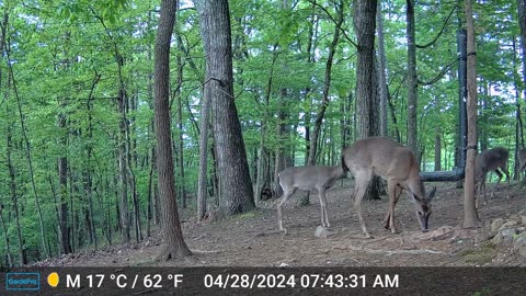 The Woods – 04/28/2024