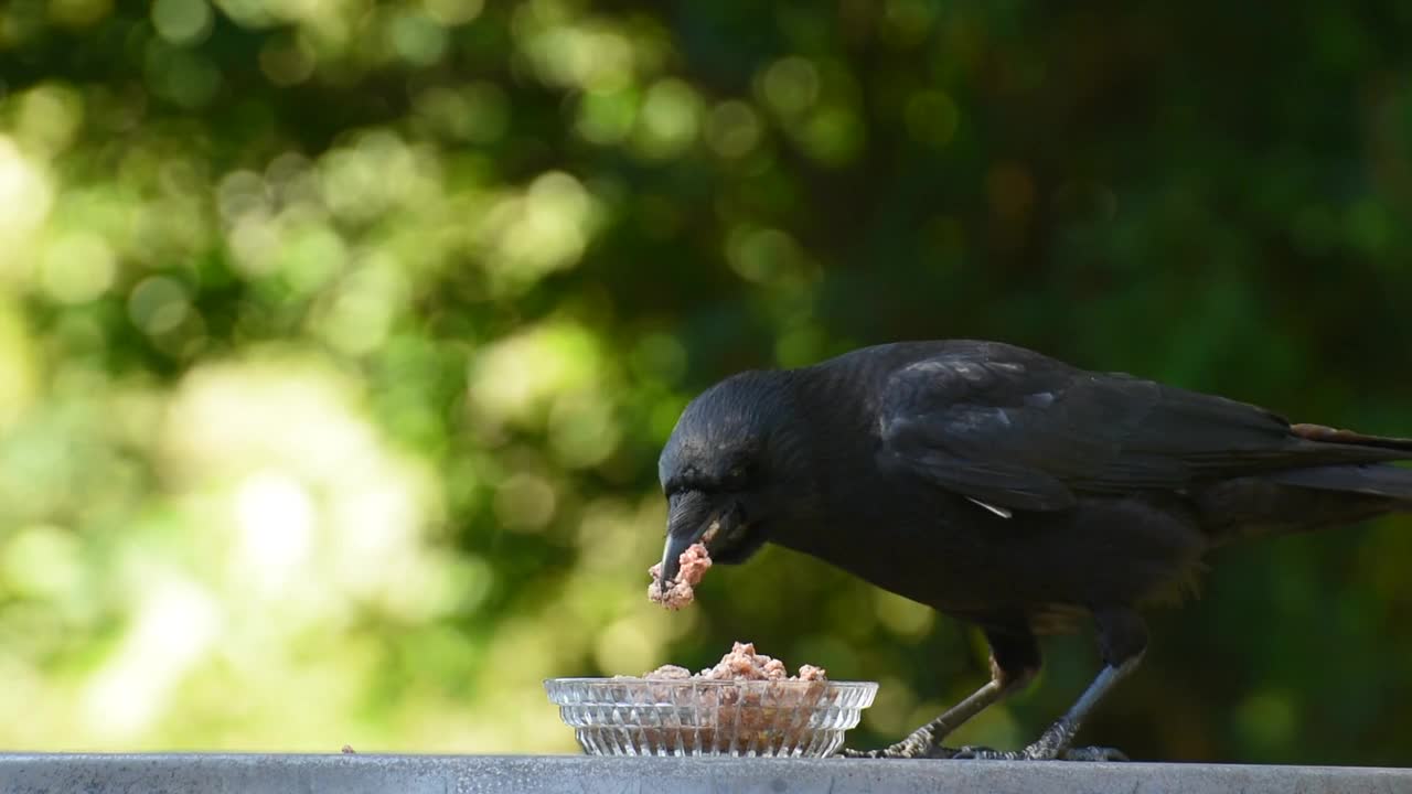 Raven Bird Crow Eat Bird Black..