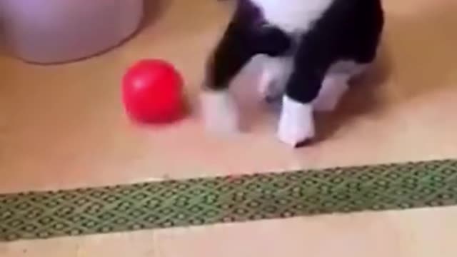 🐶🐶😻😻Watch this guys! funny dogs, funny cats,best memes for... Try not to laugh