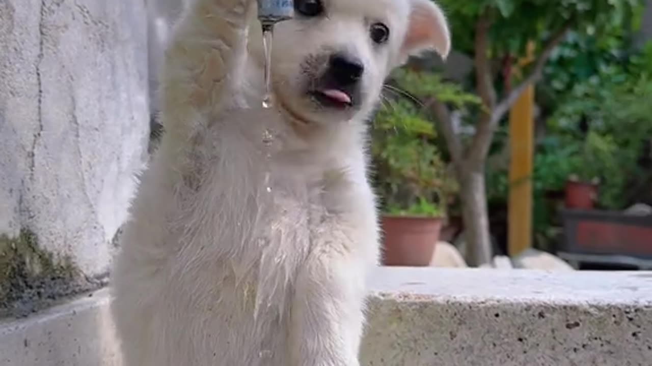 cute dog 🐶🐶 funny dog 🤣🤣 dog animels 🥰 cute dog drinking water