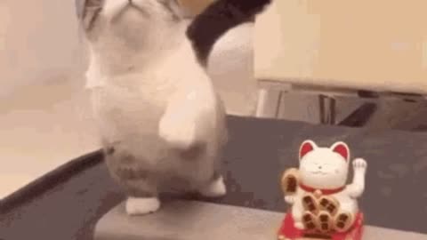 Cute Cat Gif